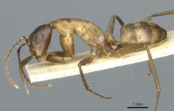 Plancia ëd Camponotus macrocephalus (Erichson 1842)