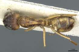 Image de Camponotus abjectus Santschi 1937