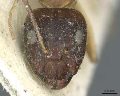 Image de Camponotus abjectus Santschi 1937