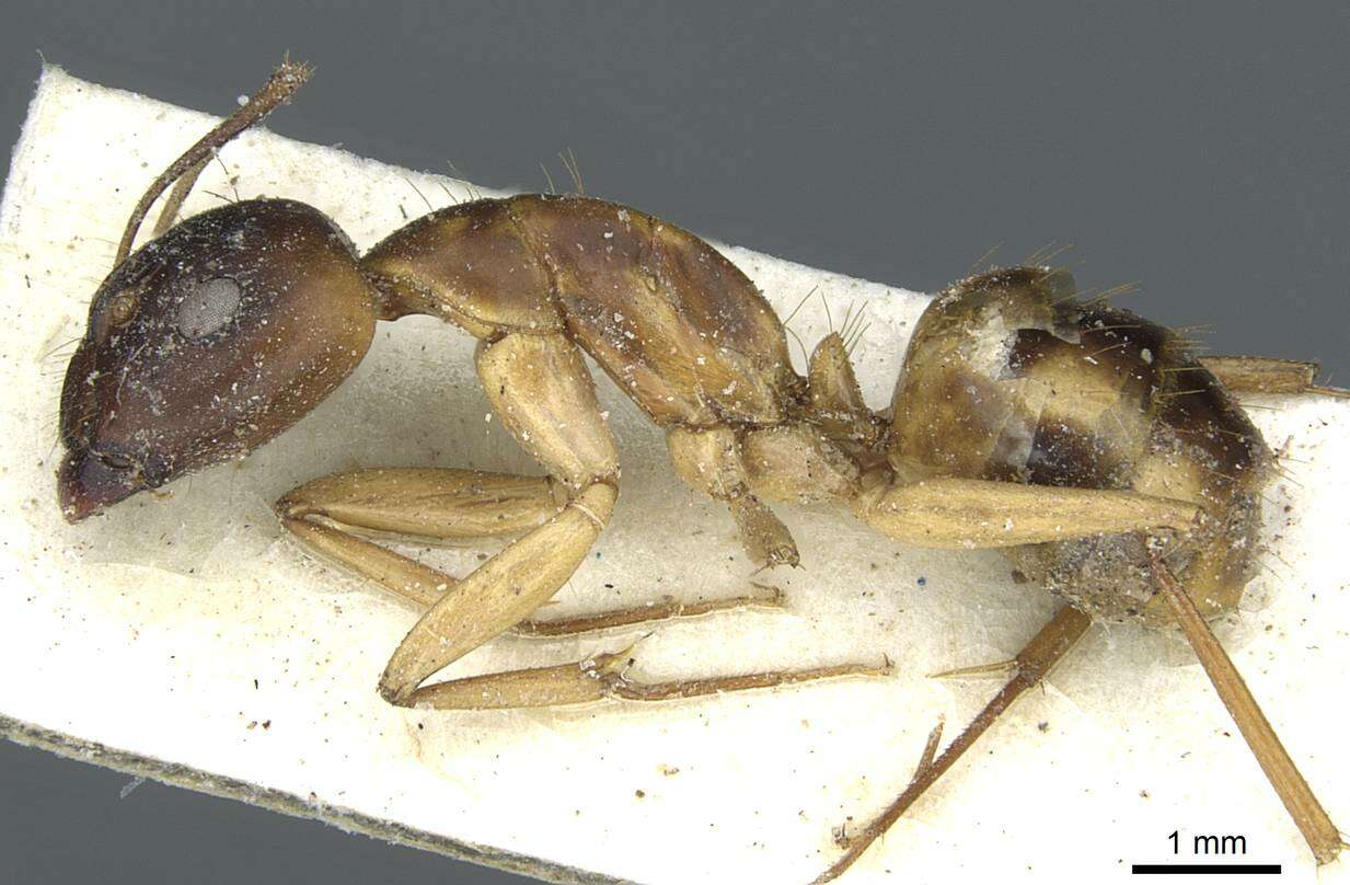 Imagem de Camponotus abjectus Santschi 1937