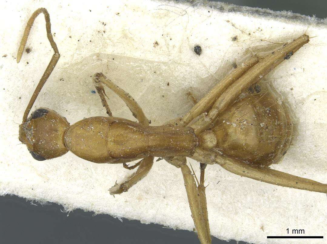 Imagem de Camponotus abjectus Santschi 1937