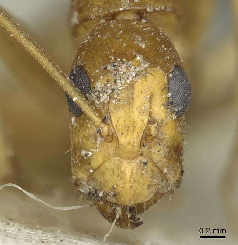 Plancia ëd Camponotus abjectus Santschi 1937