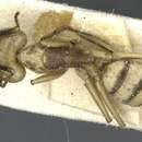 Image of Camponotus abunanus Mann 1916