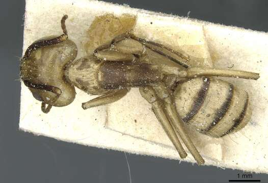 Image of Camponotus abunanus Mann 1916