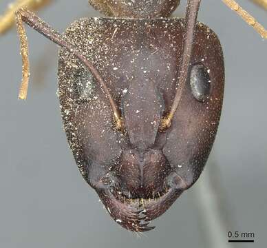 Image de Camponotus aegyptiacus Emery 1915