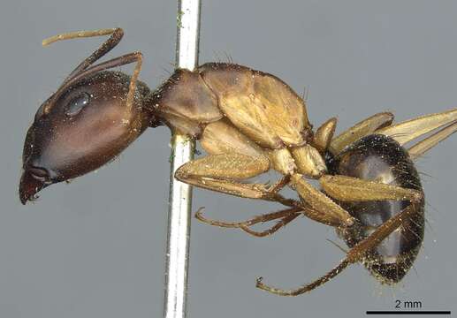 Plancia ëd Camponotus aegyptiacus Emery 1915