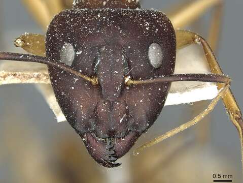 Image de Camponotus aegyptiacus Emery 1915