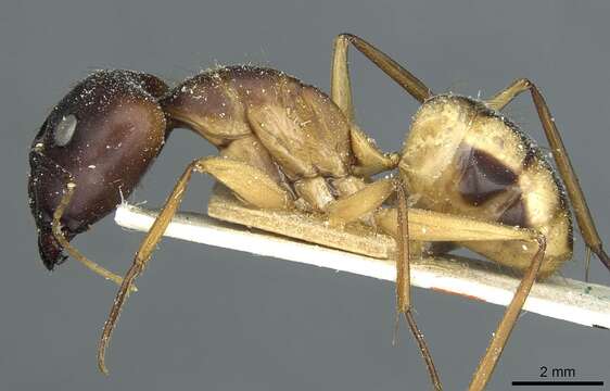 Image de Camponotus aegyptiacus Emery 1915