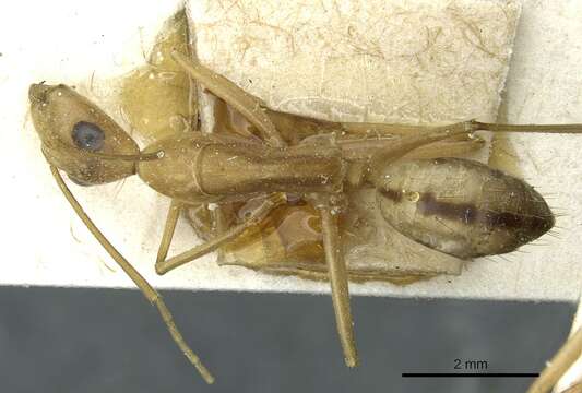 Image de Camponotus aegyptiacus Emery 1915