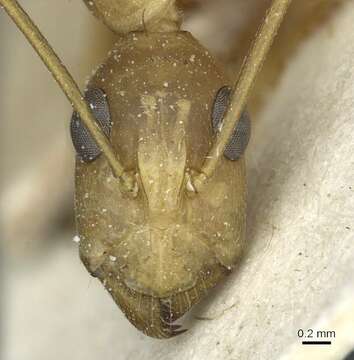 Image de Camponotus aegyptiacus Emery 1915