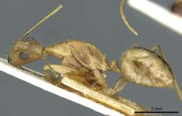 Image of Camponotus aegyptiacus Emery 1915