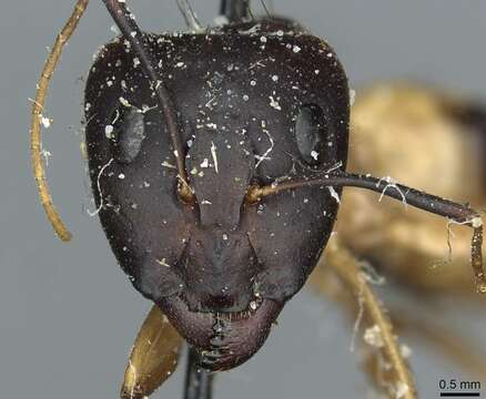 Image de Camponotus aegyptiacus Emery 1915