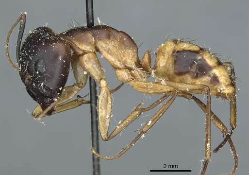 Image de Camponotus aegyptiacus Emery 1915