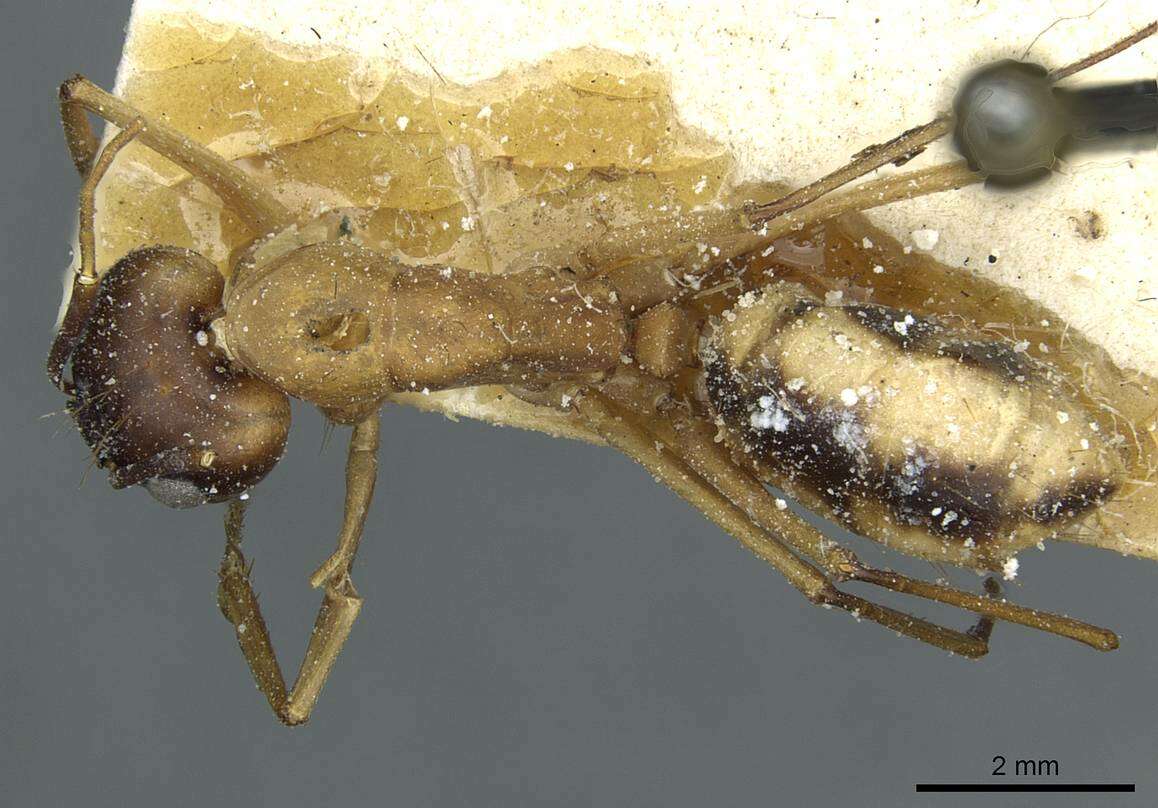 Plancia ëd Camponotus aegyptiacus Emery 1915