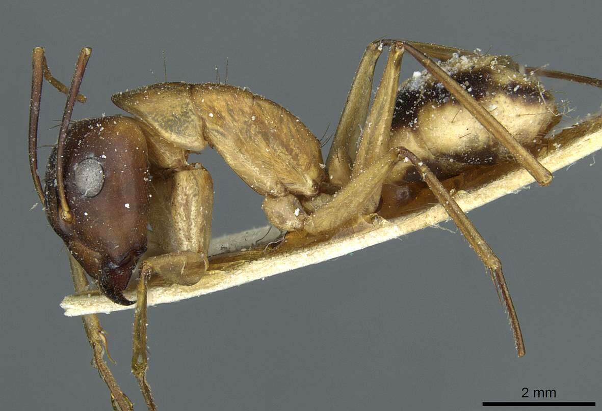 Plancia ëd Camponotus aegyptiacus Emery 1915