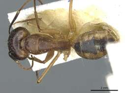 Image de Camponotus aegyptiacus Emery 1915