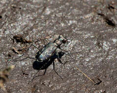 Image of Cicindela (Cicindelidia) trifasciata Fabricius 1781