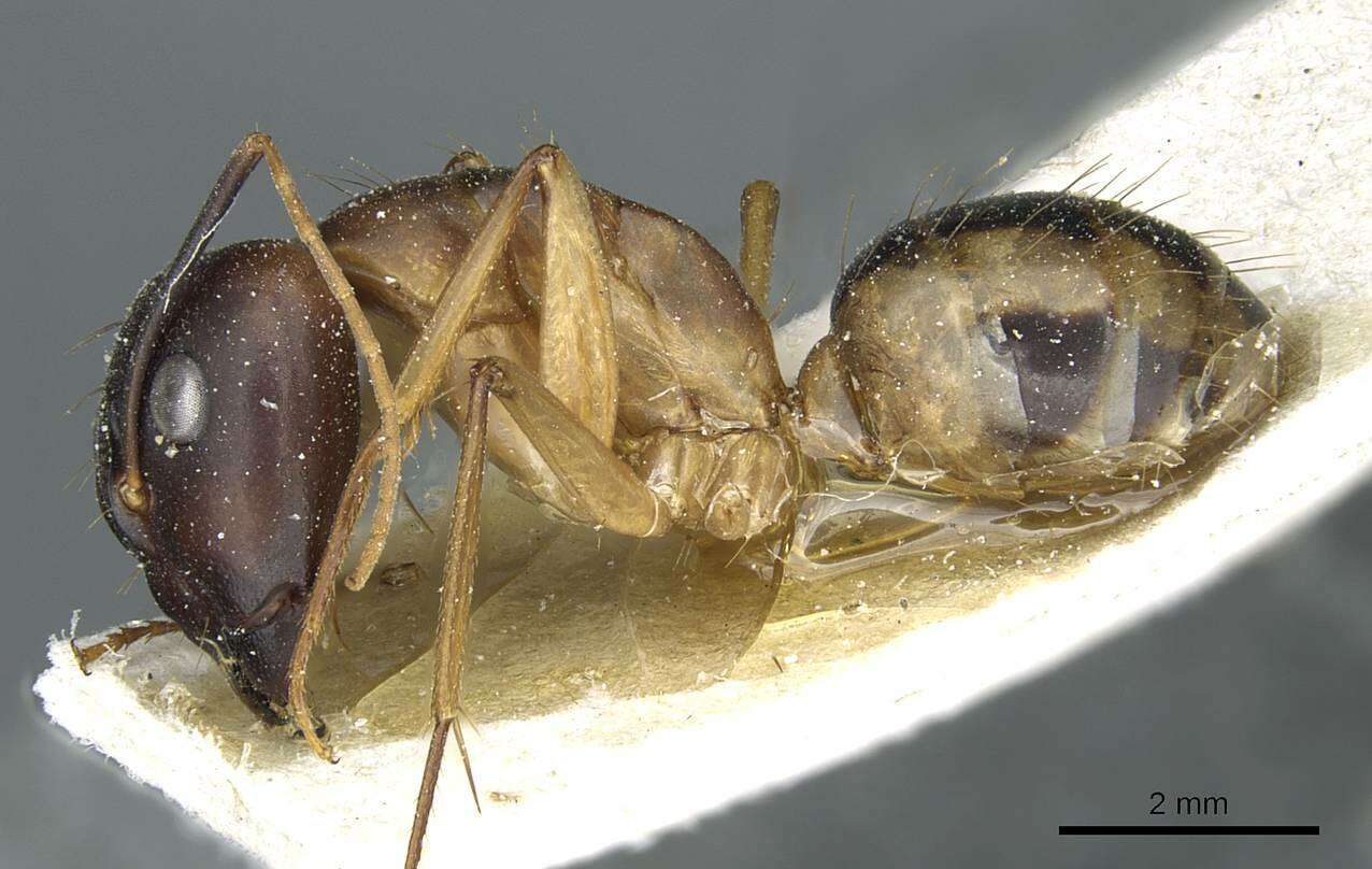 Image de Camponotus aegyptiacus Emery 1915