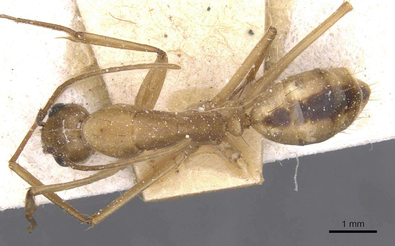 Image de Camponotus aegyptiacus Emery 1915