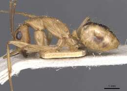 Image de Camponotus aegyptiacus Emery 1915