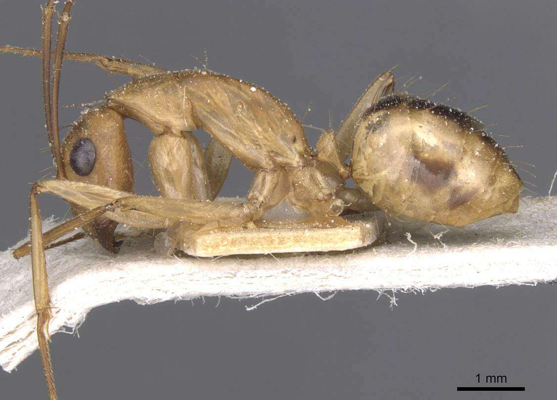 Plancia ëd Camponotus aegyptiacus Emery 1915