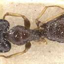 Image of Camponotus agonius Santschi 1915