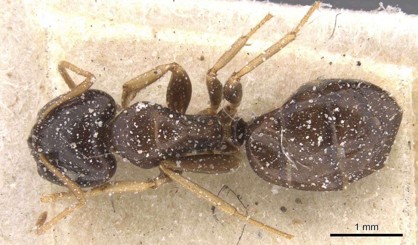 Image of Camponotus agonius Santschi 1915