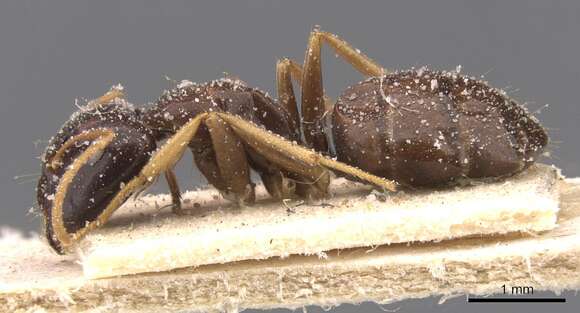 Plancia ëd Camponotus agonius Santschi 1915