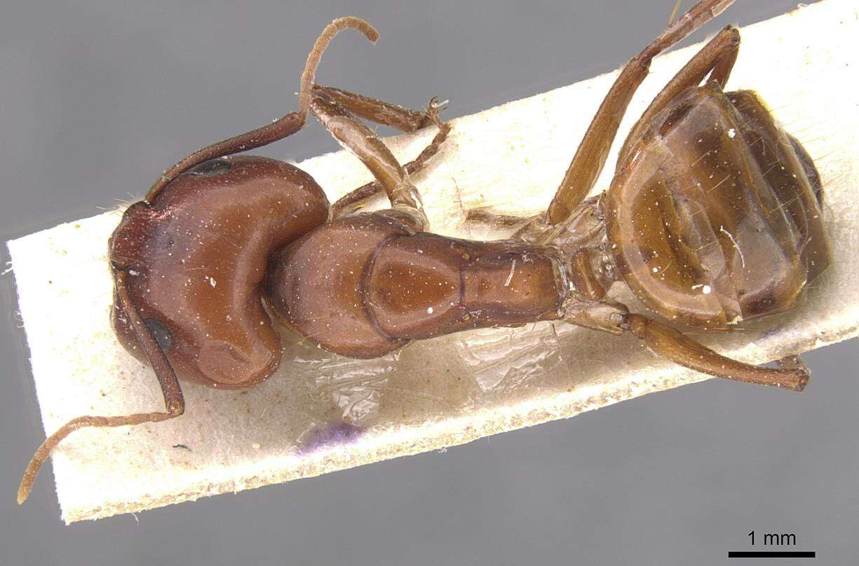 Image of Formicinae