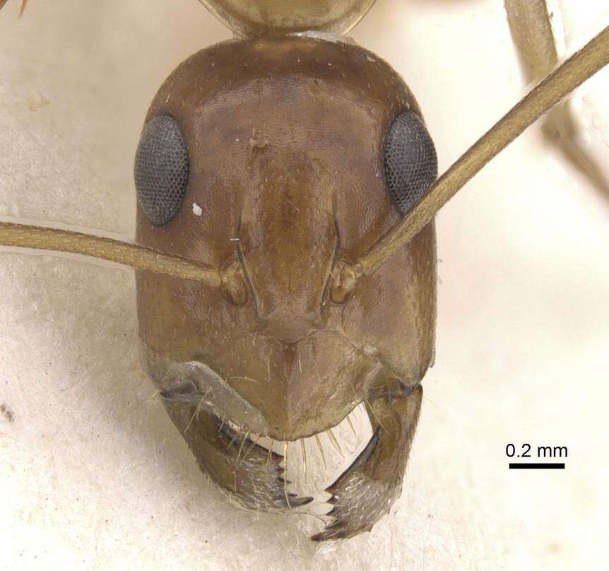 Image of Formicinae