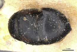 Слика од Camponotus arnoldinus Forel 1914