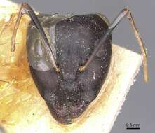 Слика од Camponotus arnoldinus Forel 1914