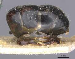 Слика од Camponotus arnoldinus Forel 1914