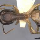 Image de Camponotus arabicus Collingwood 1985