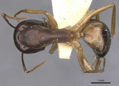 Image of Camponotus arabicus Collingwood 1985