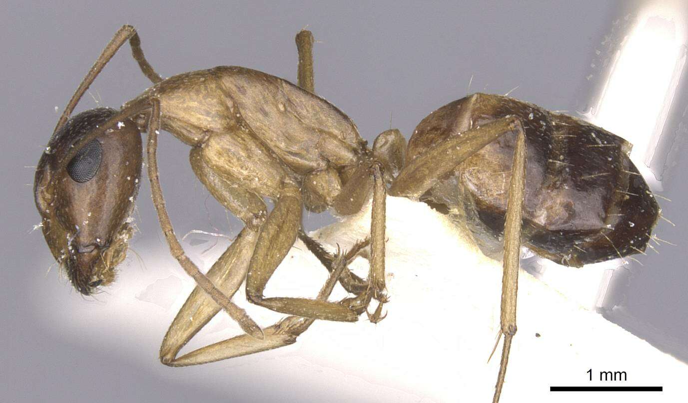 Image of Camponotus arabicus Collingwood 1985