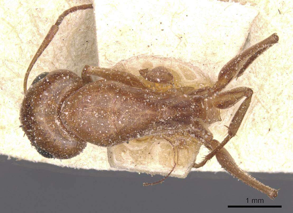 Image of Camponotus planitae