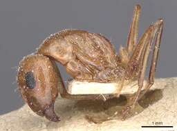 Image of Camponotus planitae