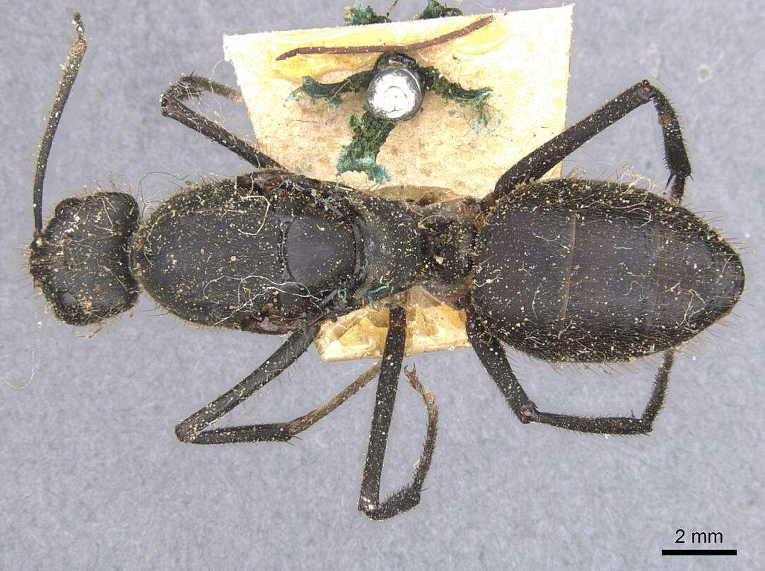 Image of Camponotus casicus Santschi 1920