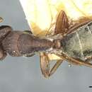 Plancia ëd Camponotus deletangi Santschi 1920