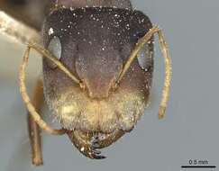 Image of Camponotus deletangi Santschi 1920