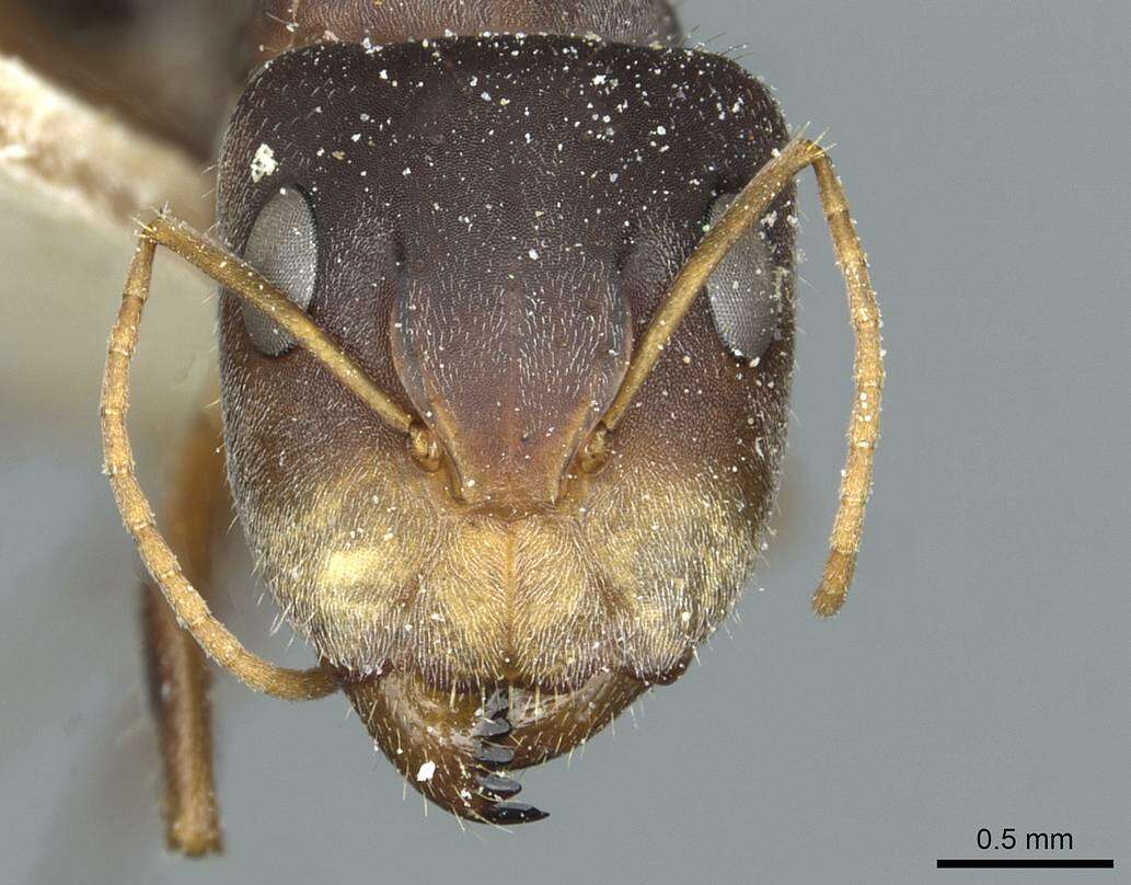 Plancia ëd Camponotus deletangi Santschi 1920