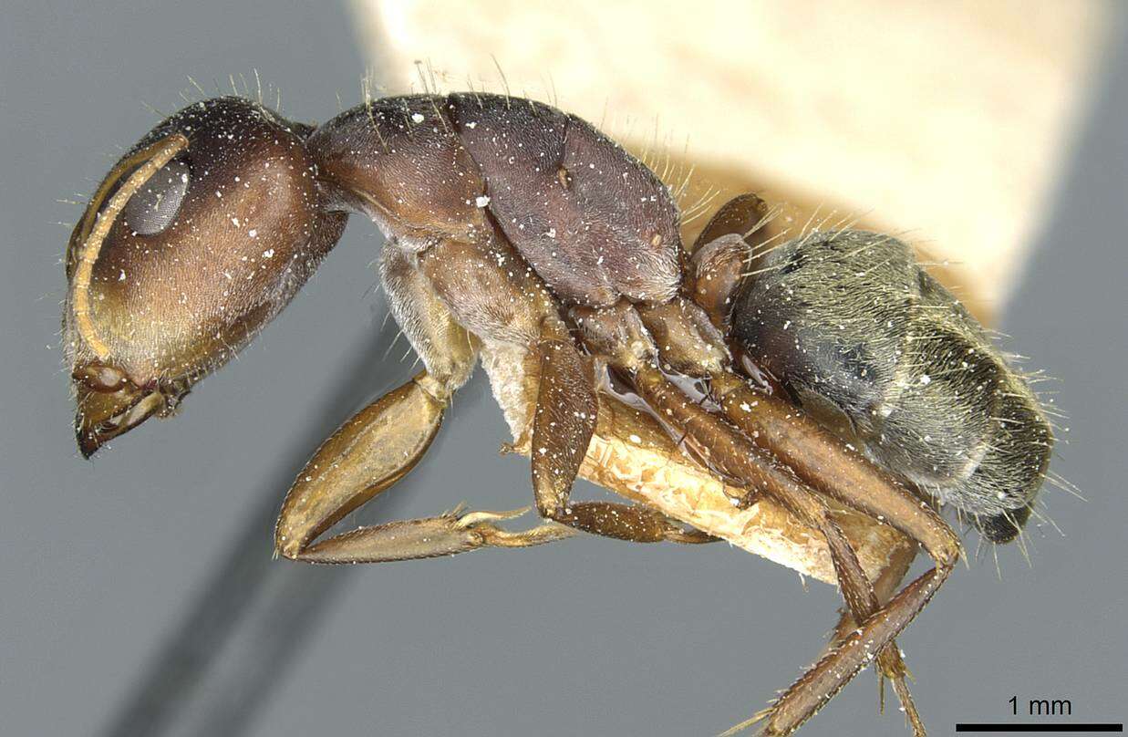 Image of Camponotus deletangi Santschi 1920