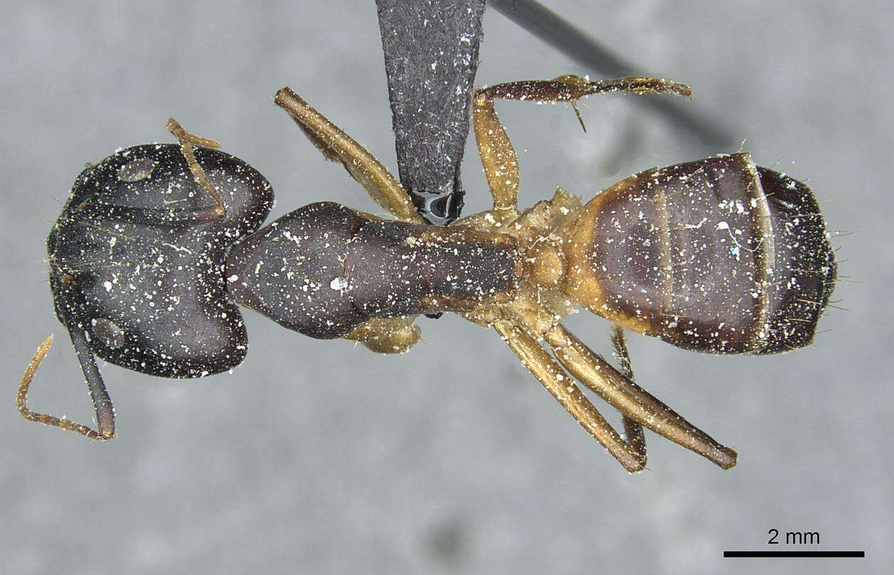 Image of Camponotus desantii Santschi 1915