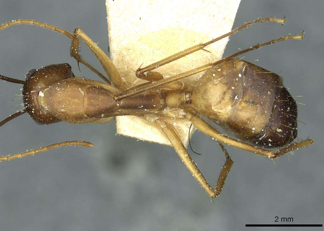 Image of Camponotus desantii Santschi 1915
