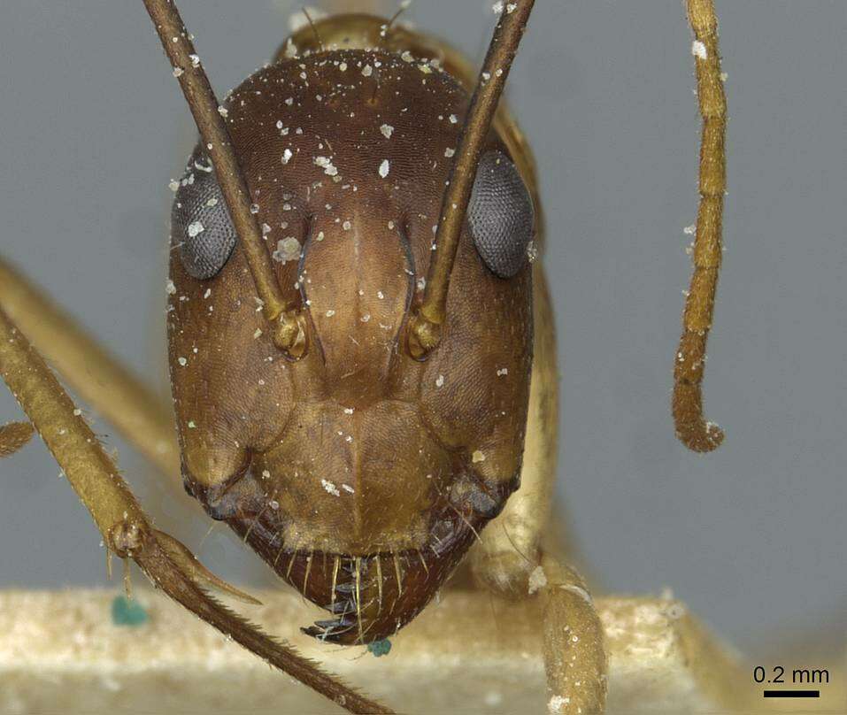 Image of Camponotus desantii Santschi 1915