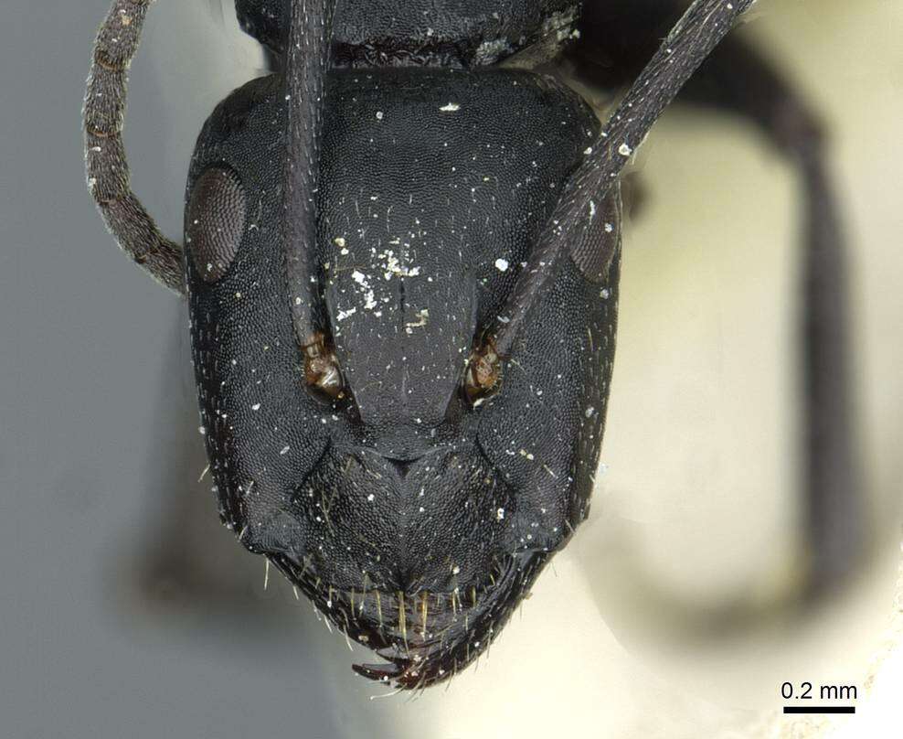Image of Camponotus distinguendus (Spinola 1851)
