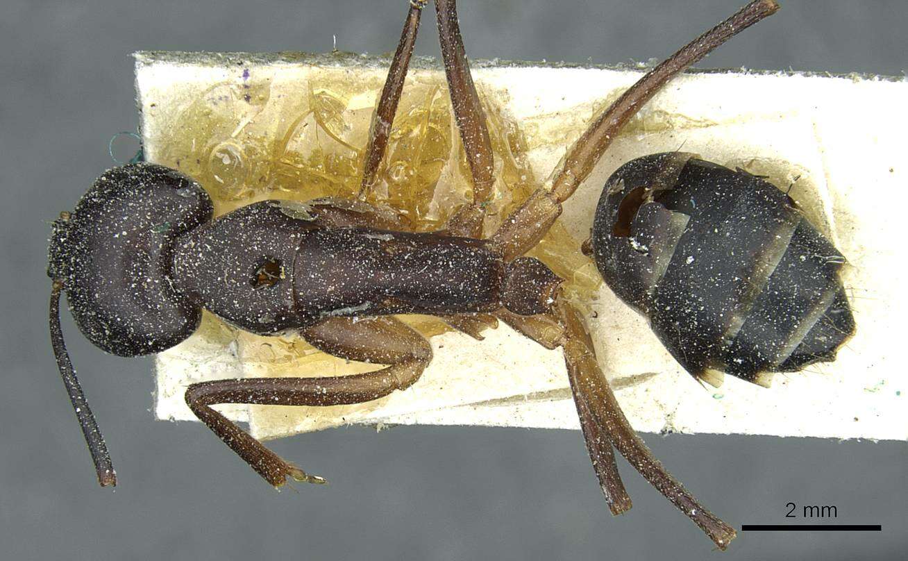 Image of Camponotus fellah Dalla Torre 1893