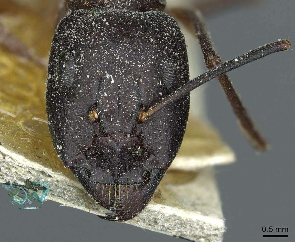 Image of Camponotus fellah Dalla Torre 1893