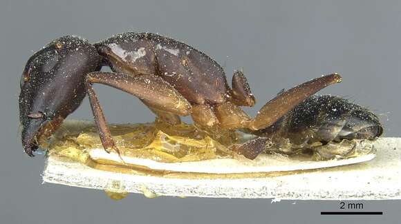 Image of Camponotus fellah Dalla Torre 1893